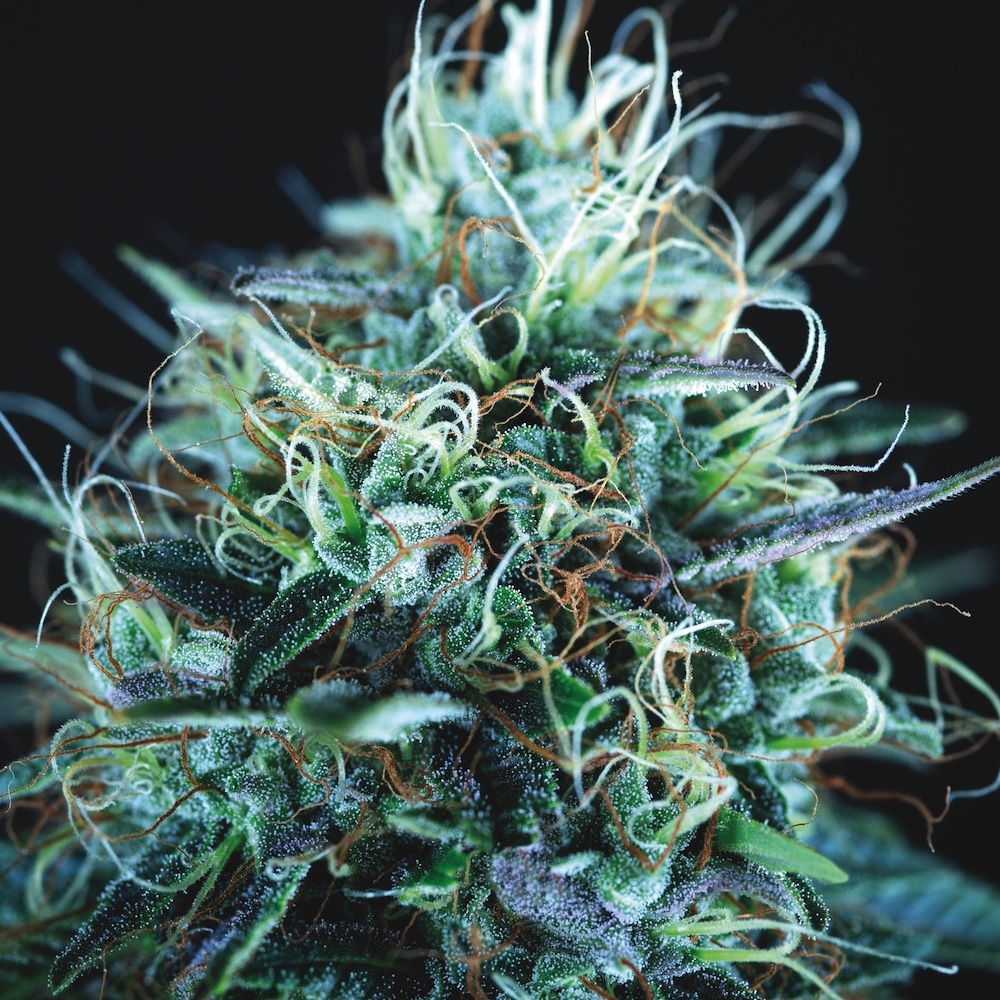 Purple Urkle x Blue Pyramid (Gold Line) — упаковка семян Pyramid Seeds